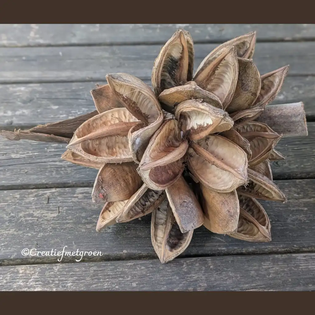 Deco Natuurvrucht naturel - Afbeelding 1