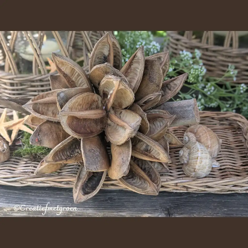 Deco Natuurvrucht naturel - Afbeelding 2