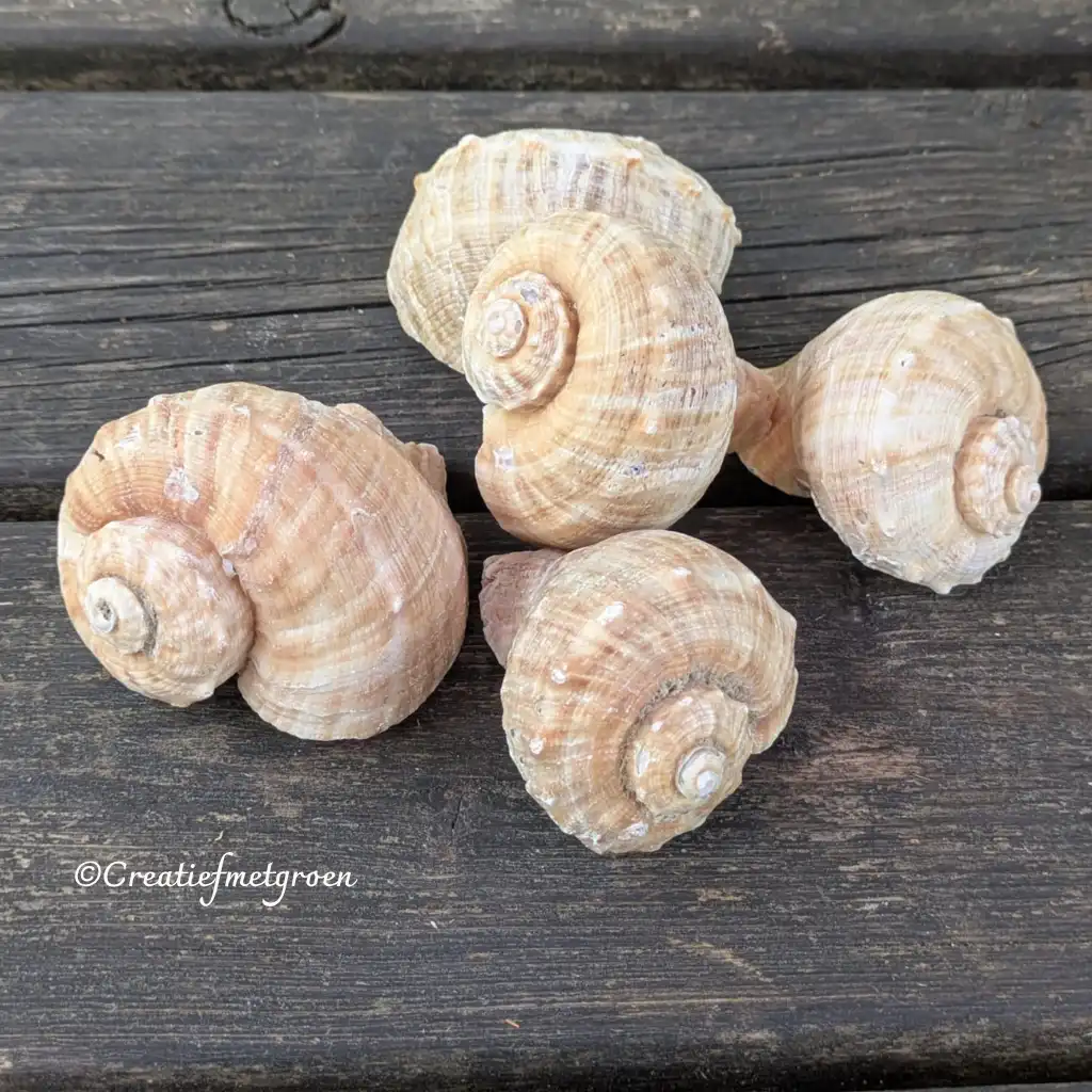 Schelpen - Afbeelding 1