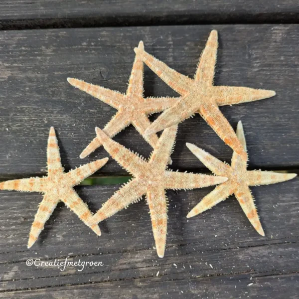 Zeesterren naturel