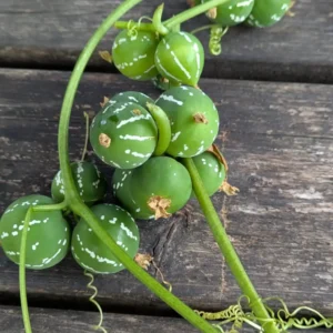 Diplocyclos – Decoratieve siervruchten aan rank - Afbeelding 2