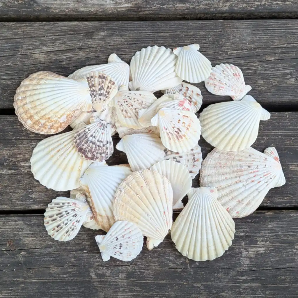 Decoratieve Schelpenmix – Naturel 250 gram