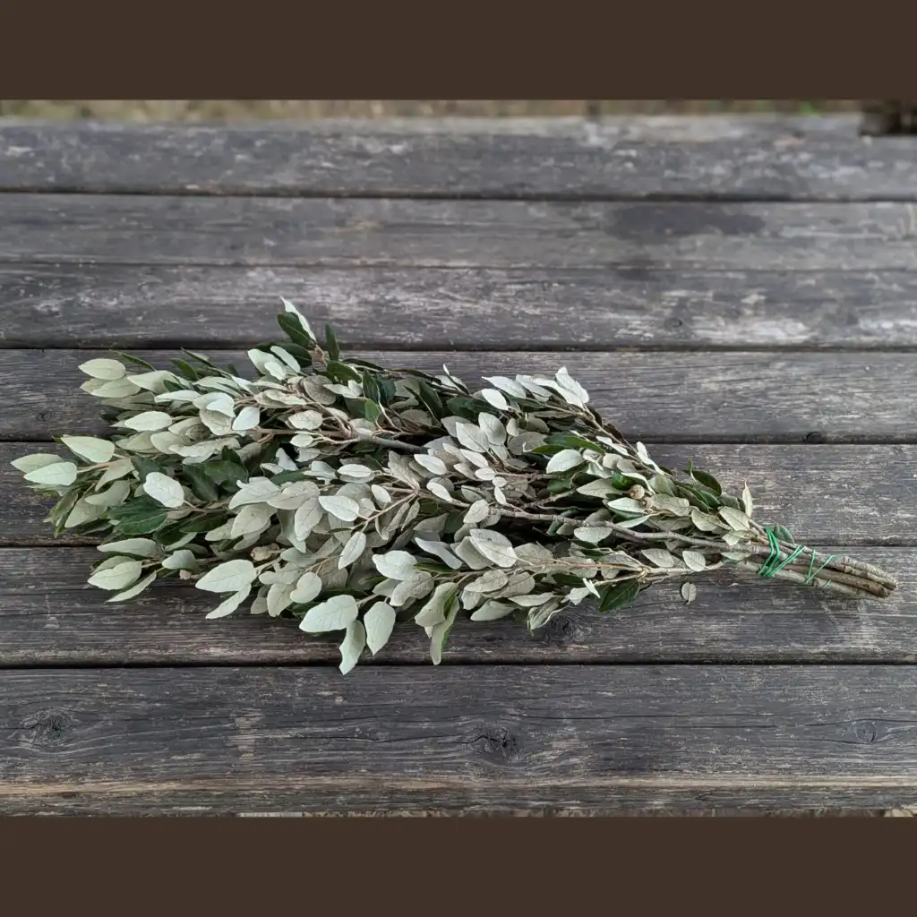 Steeneik – Quercus ilex | Bos ca. 400 gram