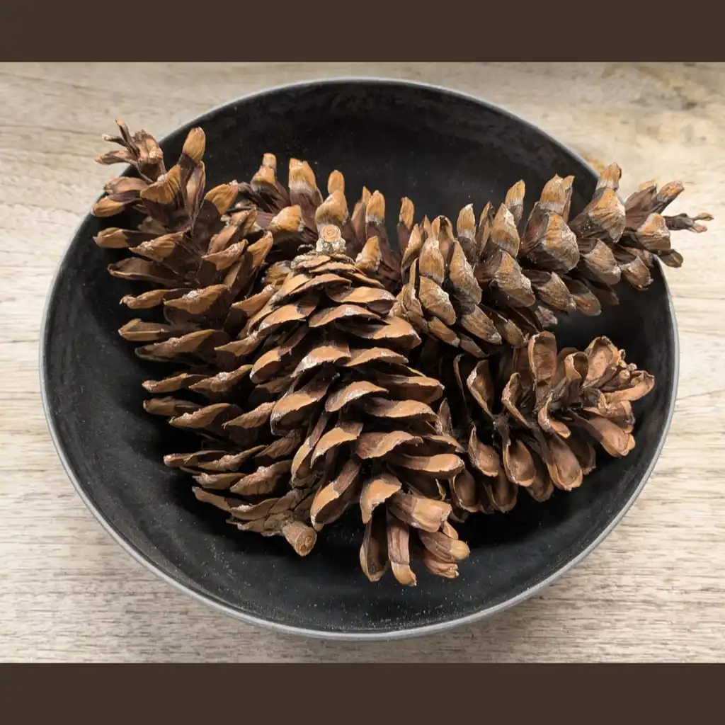 Sparrenkegels Naturel - 5 stuks